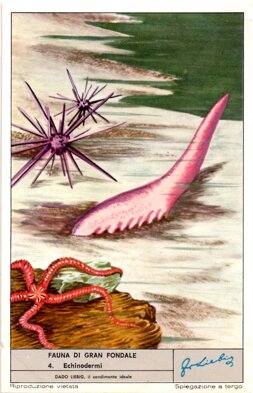 fauna di gran fondale 3. echinodermi.jpeg