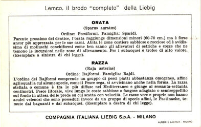 prede ambite del pescatore subacqueo 04. orata - razza back.jpeg