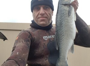 2017-02-08%20%20mini0013-spigola.jpeg