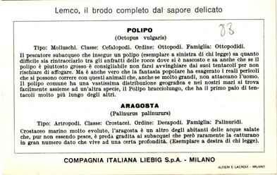 prede ambite del pescatore subacqueo 05. polipo - aragosta back.jpeg