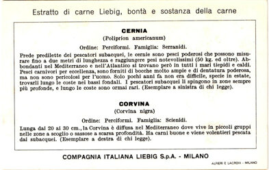 prede ambite del pescatore subacqueo 01. cernia - corvina back.jpeg