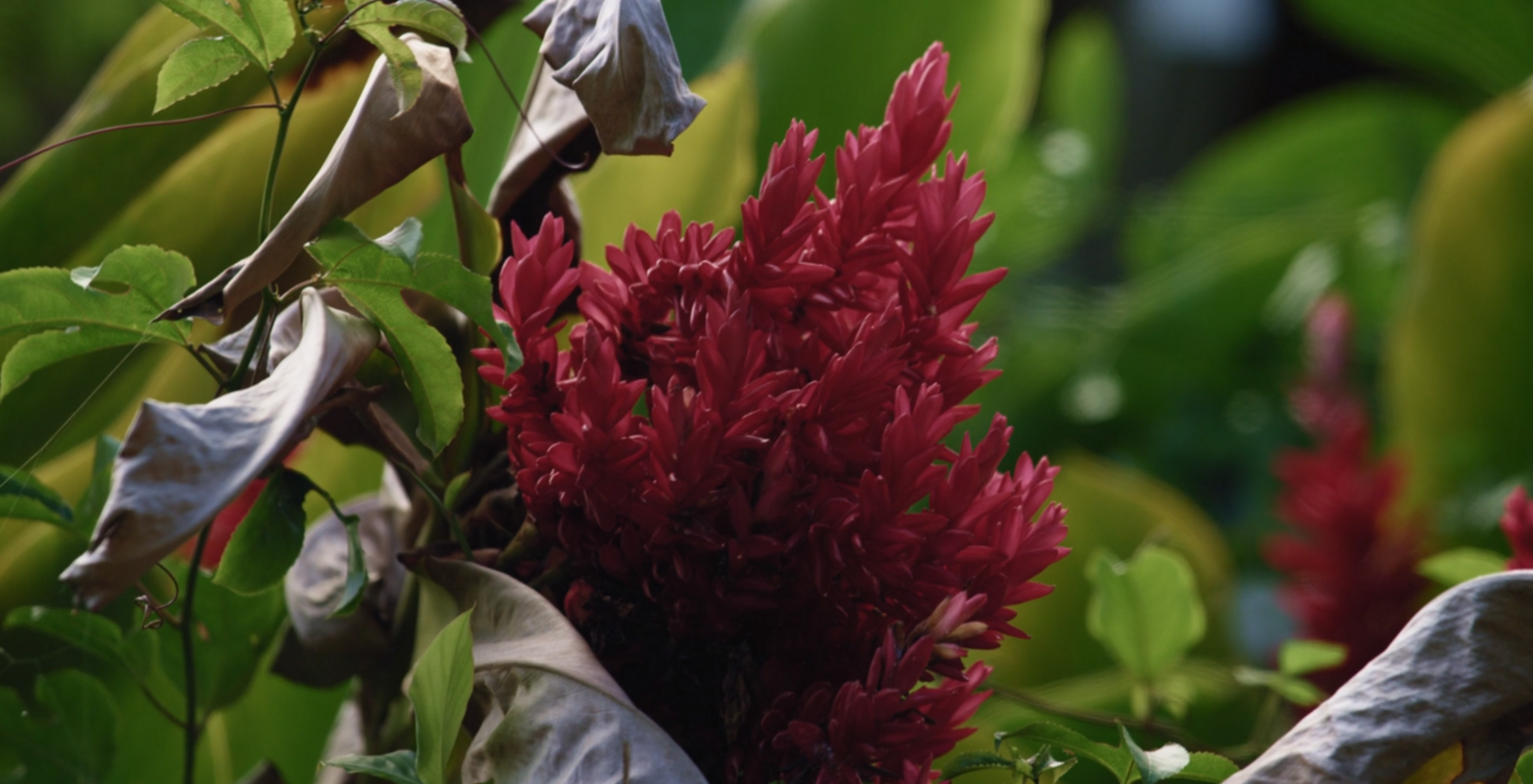 pinkflowerwithplantingardenstockvideofootageartgridio