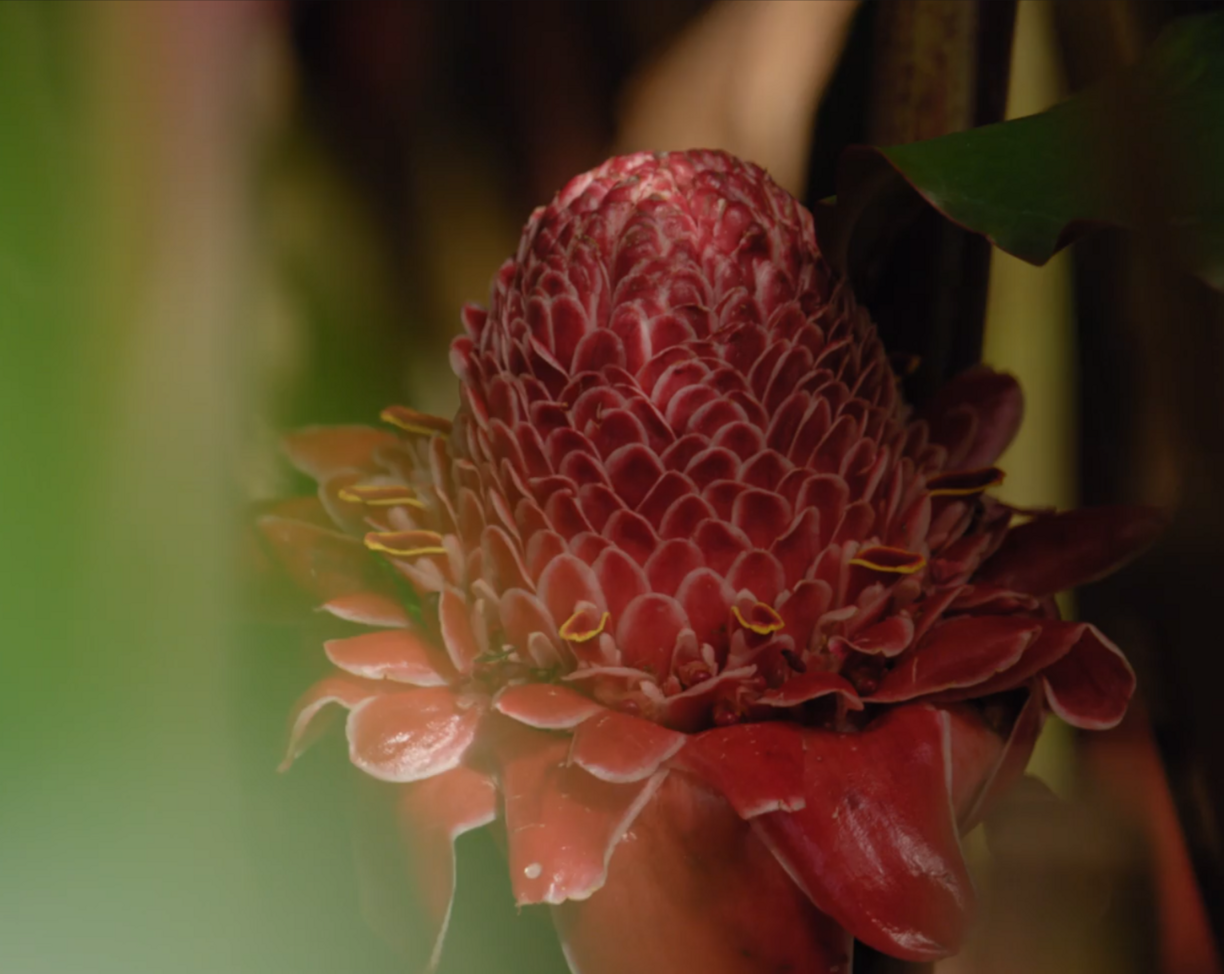 bugscrawlingonredflowerbyplantsstockvideofootageartgridio
