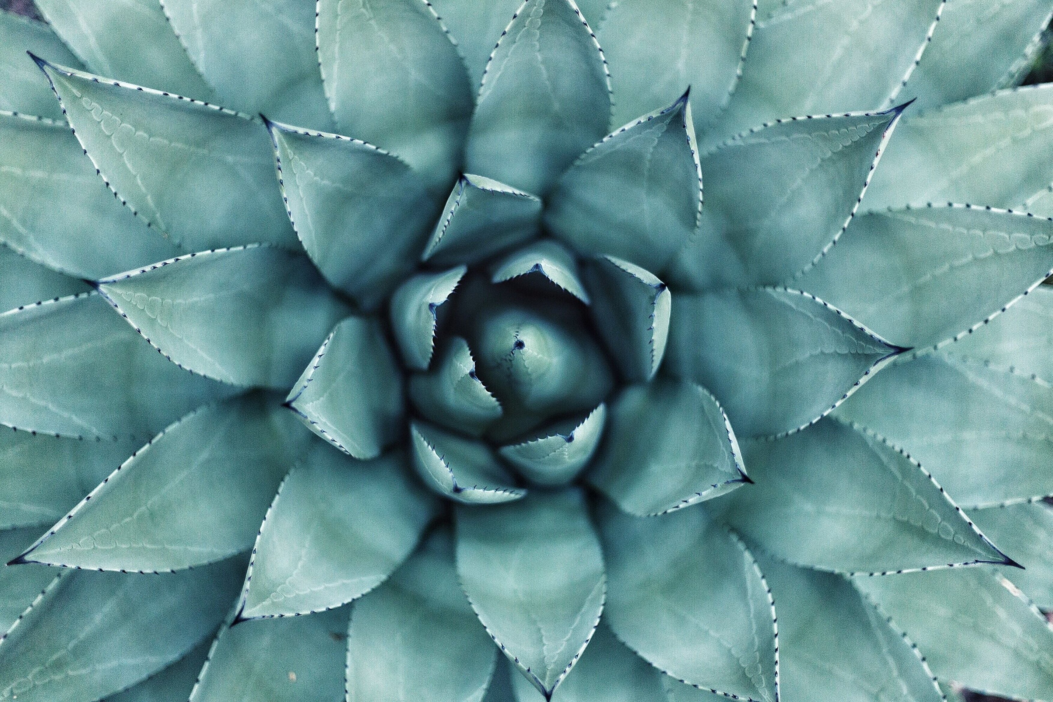 erol-ahmed-aiyfr0vbadk-unsplash erol-ahmed-aiyfr0vbadk-unsplash