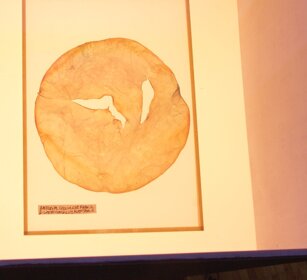 ARTIFICIAL SKIN I 2018, AnneMarie Maes