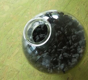 COAL 300 Mio yrs BP, Non-humans