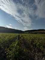 gibilmoro-merlot