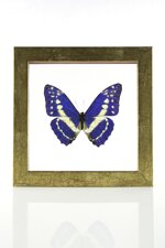 morpho-cypris