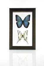 cuadro-mixto-por-2-mariposas-morpho-peleides-y-eurytides-pretesilaus