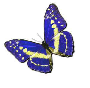 mariposa03