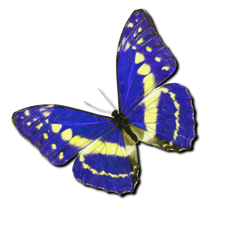 mariposa03