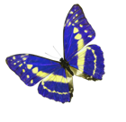 mariposa c