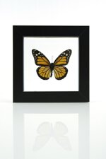 danaus-plexippus