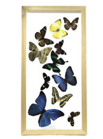 mixtas-por-11-mariposas