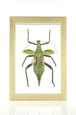 heteropteryx-grayi