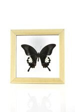 papilio-iswara