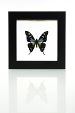 graphium-weiskei