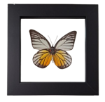 delias-hyparete