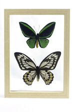 ornithoptera-priamus