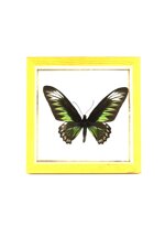 trogonoptera-brookiana