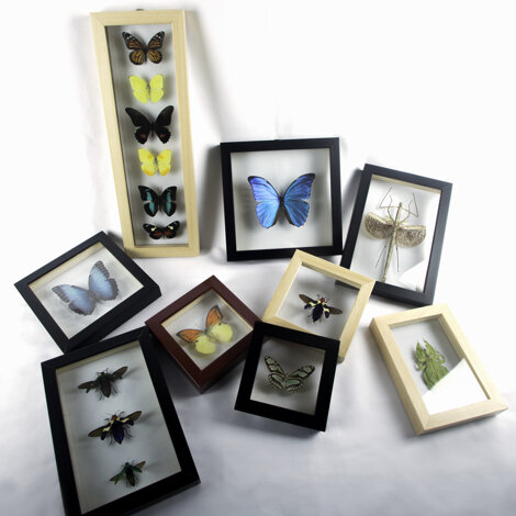 metamorfosis_de_la_mariposa_y_sus_etapas_3027_600.jpeg