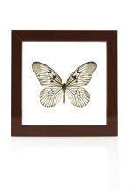 idea-leuconoe