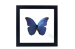 morpho-amathonte