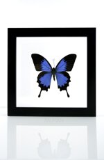 papilio-ulysses