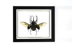 chalcosoma-atlas