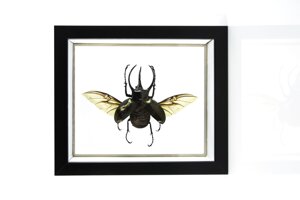 chalcosoma-atlas