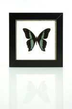 papilio-bromius