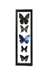 cuadro-por-5-mariposas