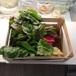 bietola-rossa-biologica