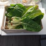 bietola-biologica