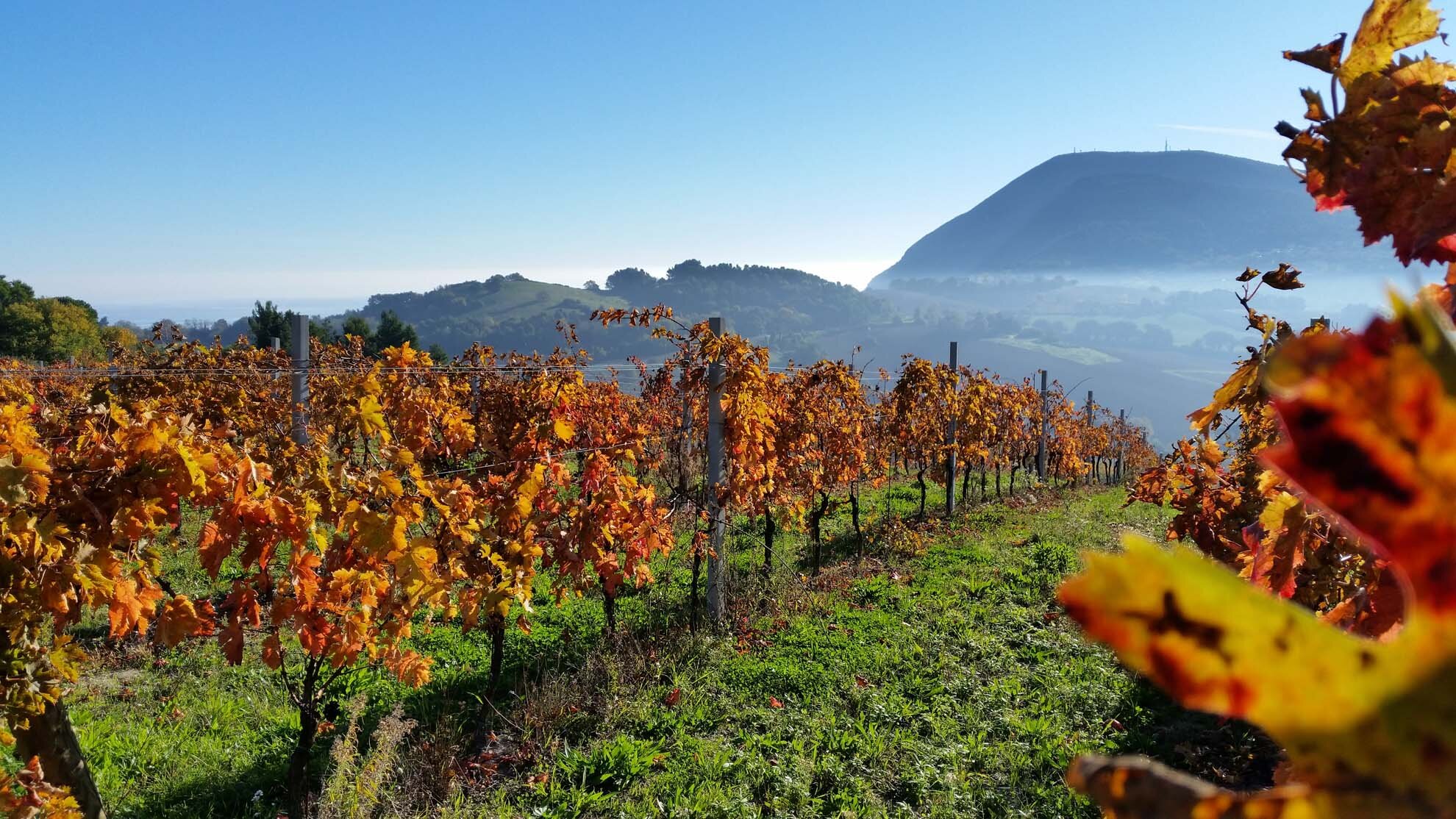 autunno_vigna_ottobre_conero_180.jpeg