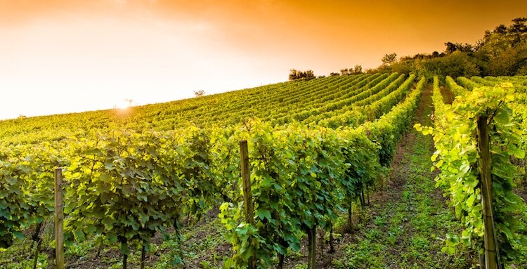 Viaggio tra le Cantine vicino a Senigallia: Enoturismo, Colline e Soggiorno a Photomusic Viaggio tra le Cantine vicino a Senigallia: Enoturismo, Colline e Soggiorno a Photomusic