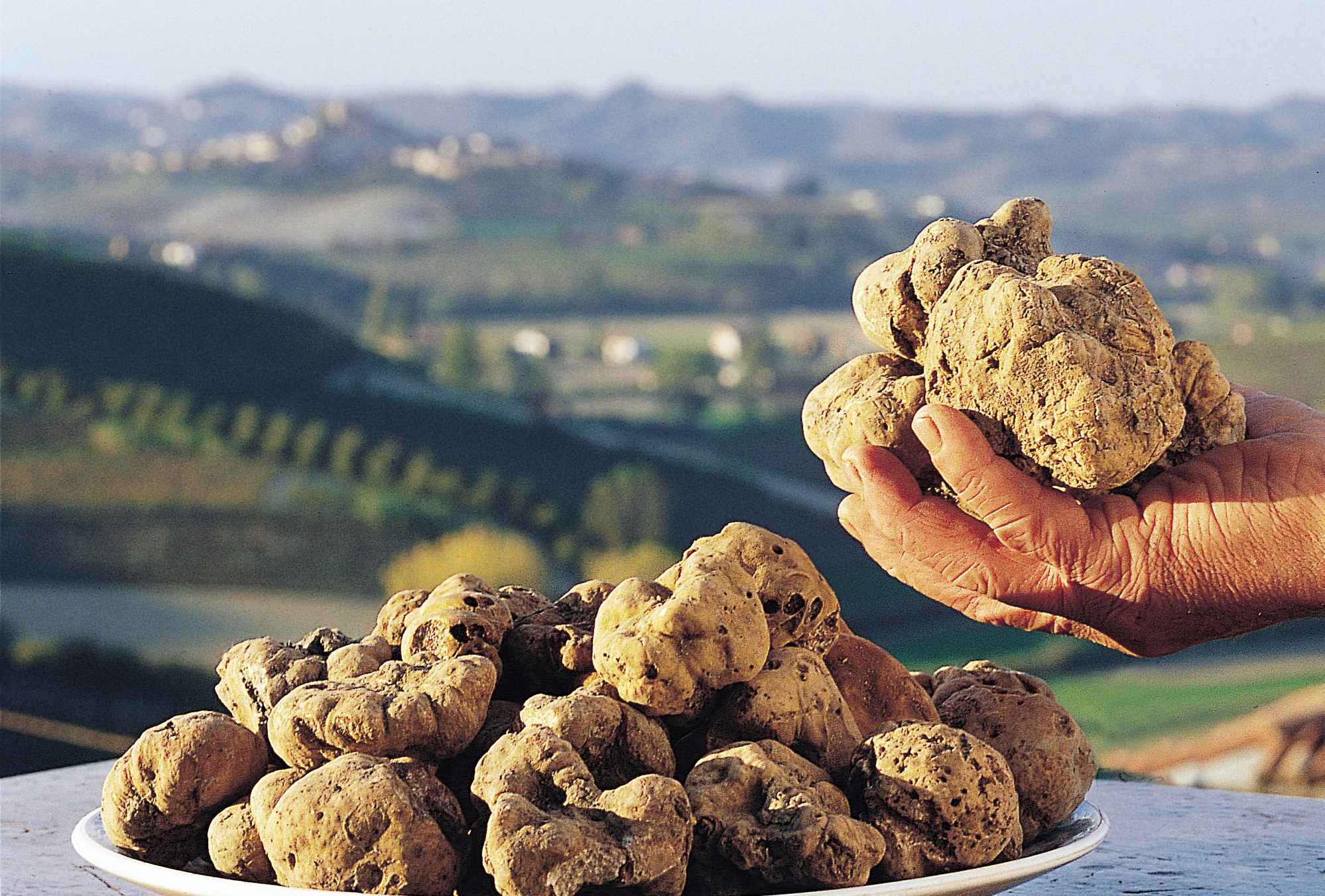 Le migliori fiere del tartufo nelle Marche (2026): itinerari e soggiorno a Photomusic Le migliori fiere del tartufo nelle Marche (2026): itinerari e soggiorno a Photomusic