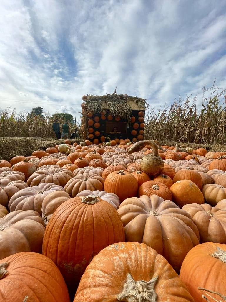 I giardini delle zucche e pumpkin patch più belli vicino a Senigallia (2026): dove vivere la magia dell'Autunno durante il soggiornarno a Photomusic