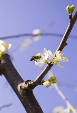 abeja 2.jpeg abeja 2.jpeg