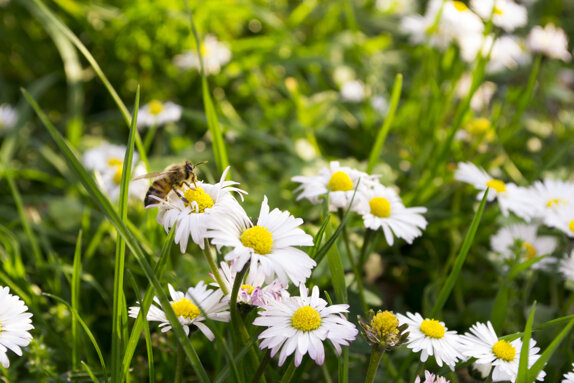 abeja 1.jpeg abeja 1.jpeg