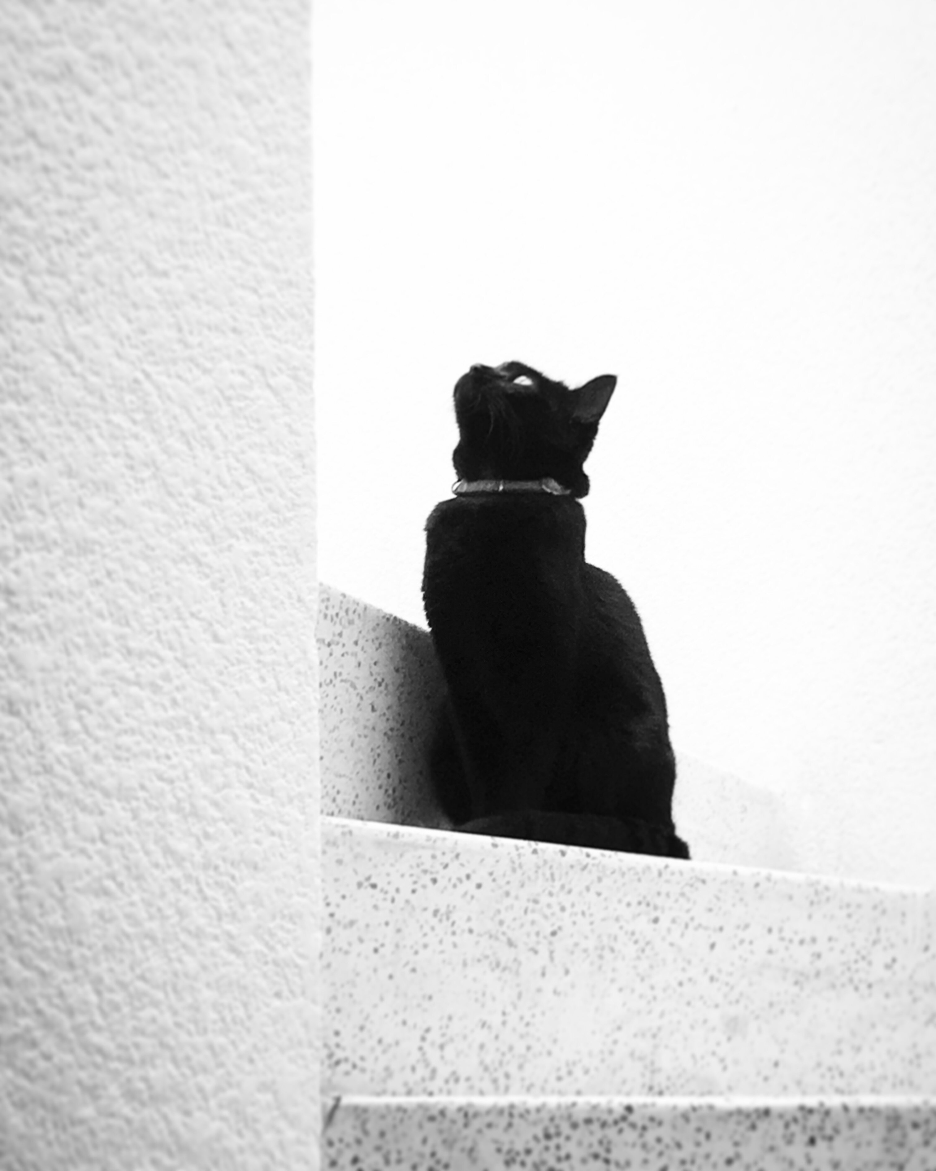 Ensoñación de Invierno (2019) Ensoñación de Invierno (2019)