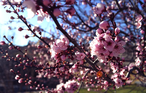 flores de durazno 2019.jpeg flores de durazno 2019.jpeg