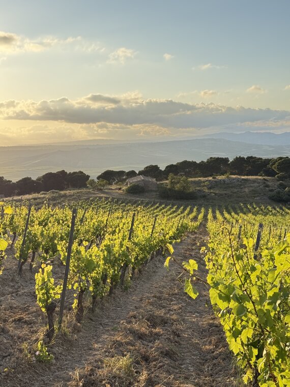 img_2930.jpeg img_2930.jpeg