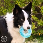 giocattolo-da-mordere-congelabile-per-animali-domestici-2-in-1-glubiz-innovagoods