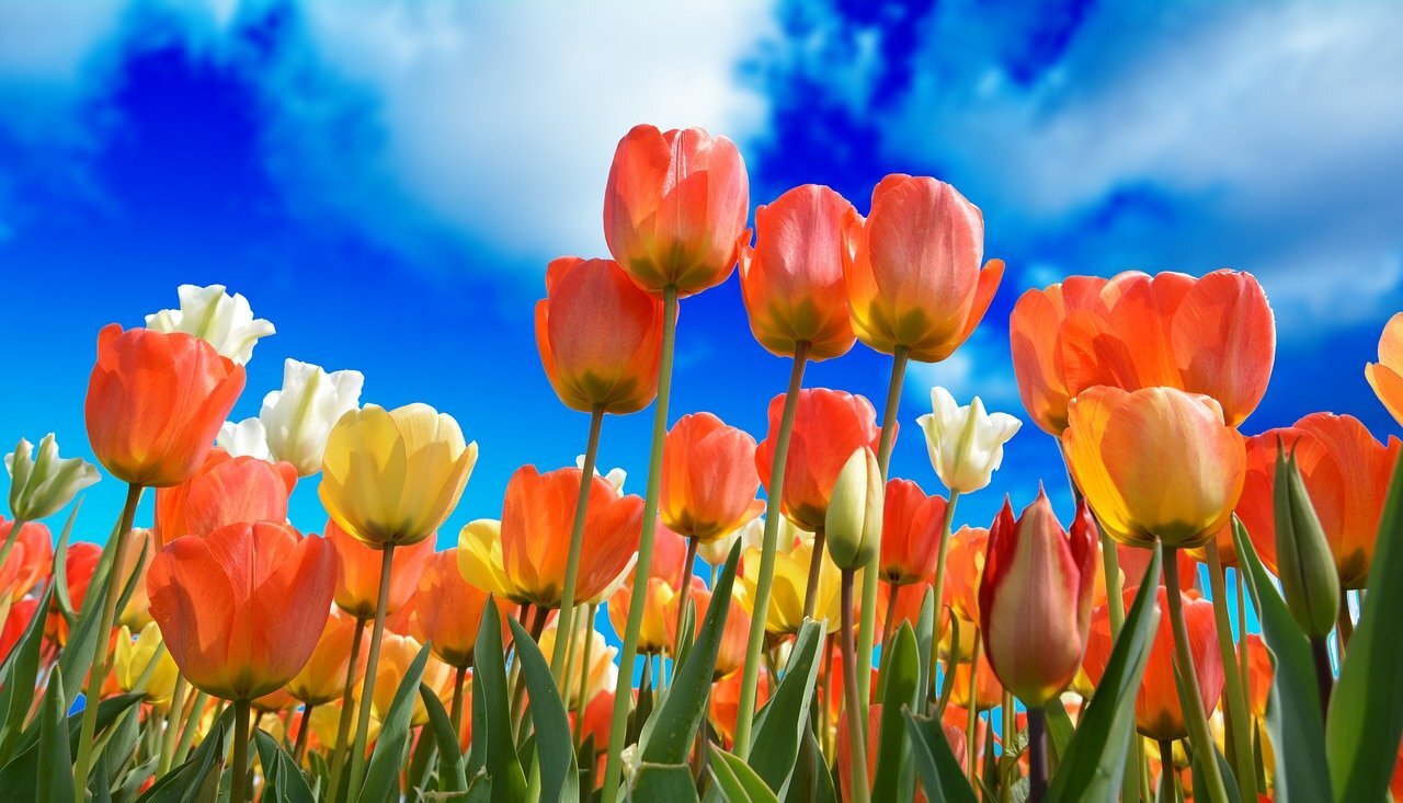 Aprirsi all'Amore come i fiori in primavera! Aprirsi all'Amore come i fiori in primavera!
