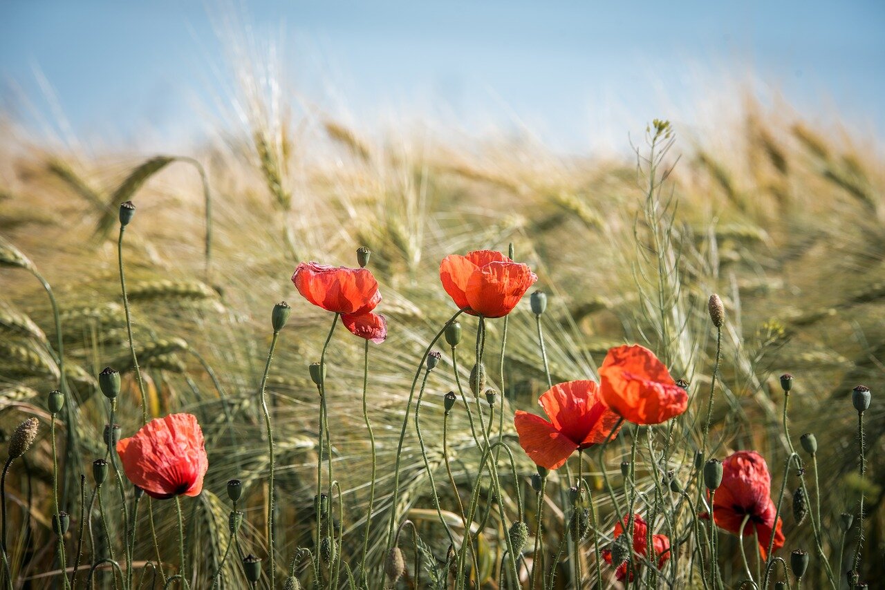 Come un tulipano in un campo di grano! Come un tulipano in un campo di grano!
