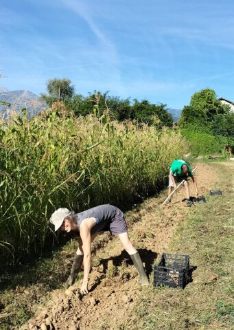 raccolta patate aurelie e claudio.jpeg