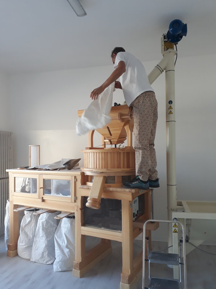 la scimmia del mulino.jpeg