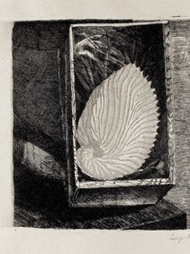 Fig. 4 La fragile conchiglia