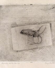 Scarabeo del Guatemala